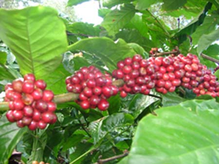 Coffee prices in the Central Highland region increase again